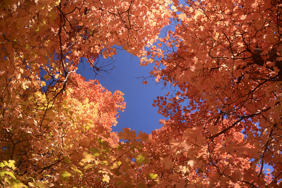 Mogollon Rim Fall Color Maple 2 October 2012 Photograph by Brian Lockett