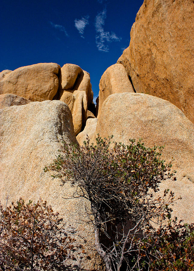 Joshua Tree Desert, California Photograph by Venetia Featherstone-Witty
