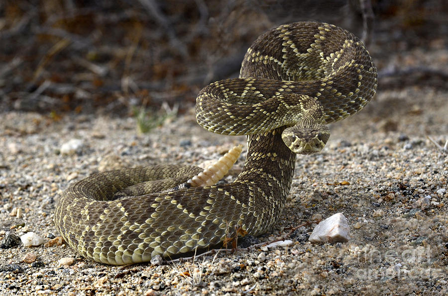 Mohave Green Rattlesnake Striking Position Photograph by Bob Christopher