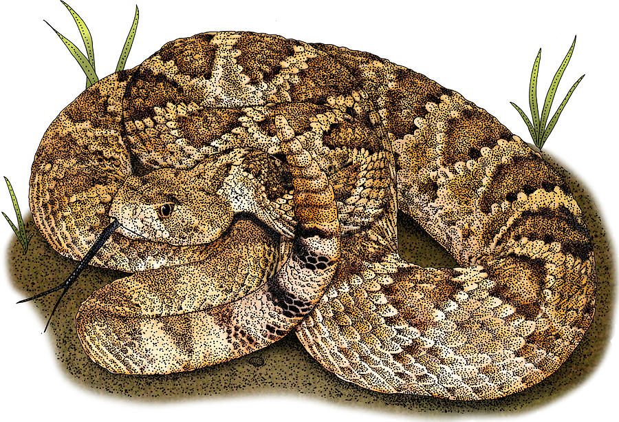 Mohave Rattlesnake, Illustration Photograph by Roger Hall