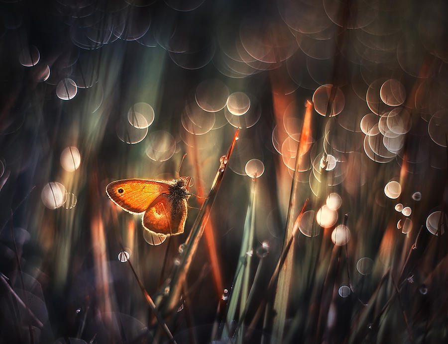 Butterfly Photograph - Moher 2 by Arkadiusz Makowski