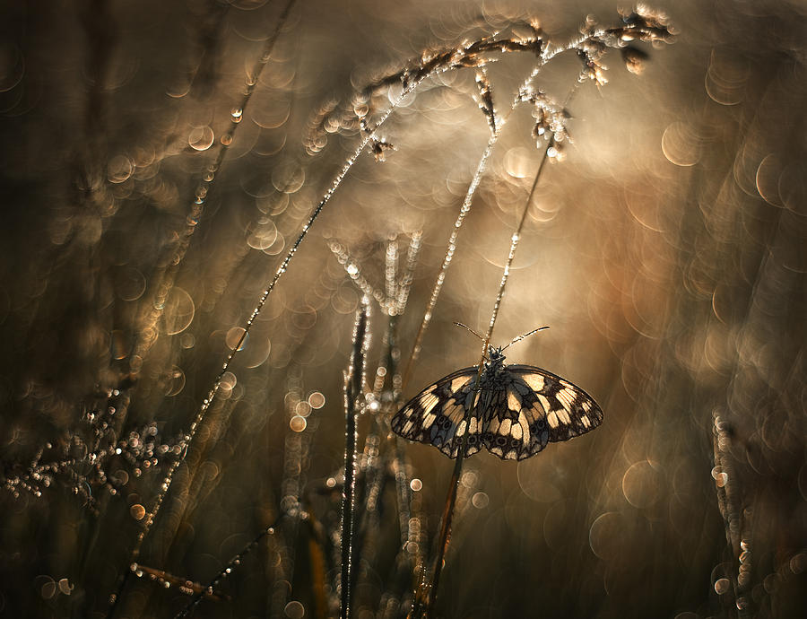 Butterfly Photograph - Moher 3 by Arkadiusz Makowski