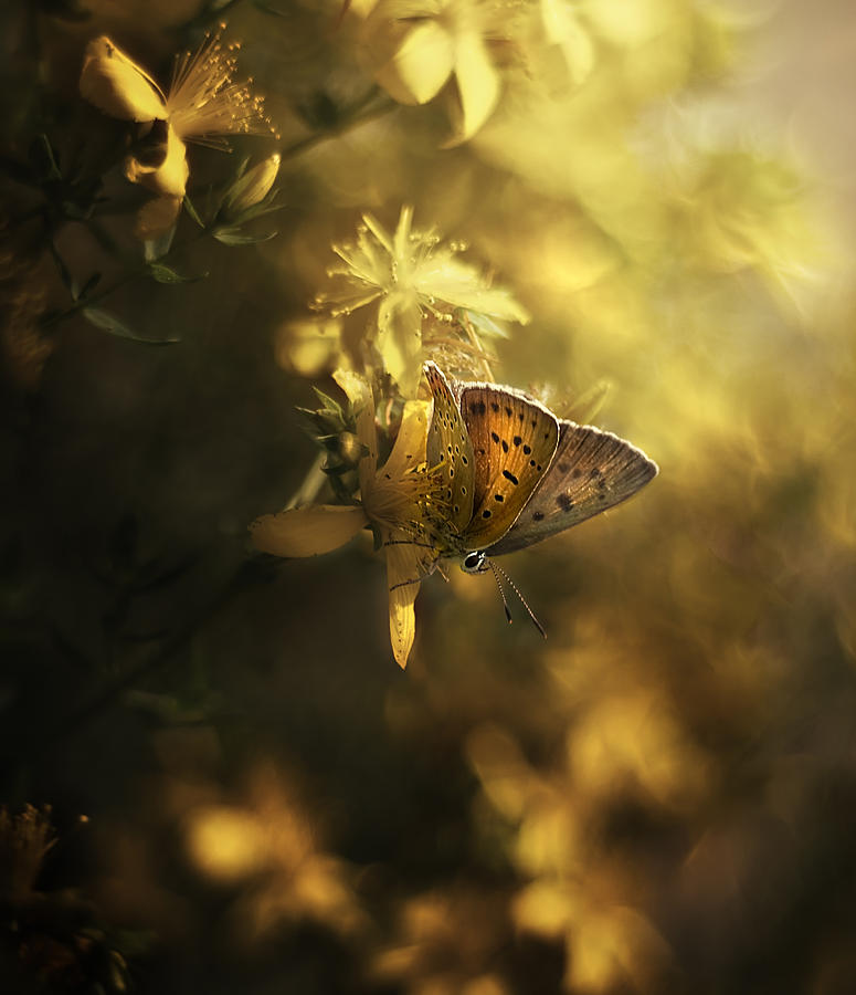 Butterfly Photograph - Moher 4 by Arkadiusz Makowski
