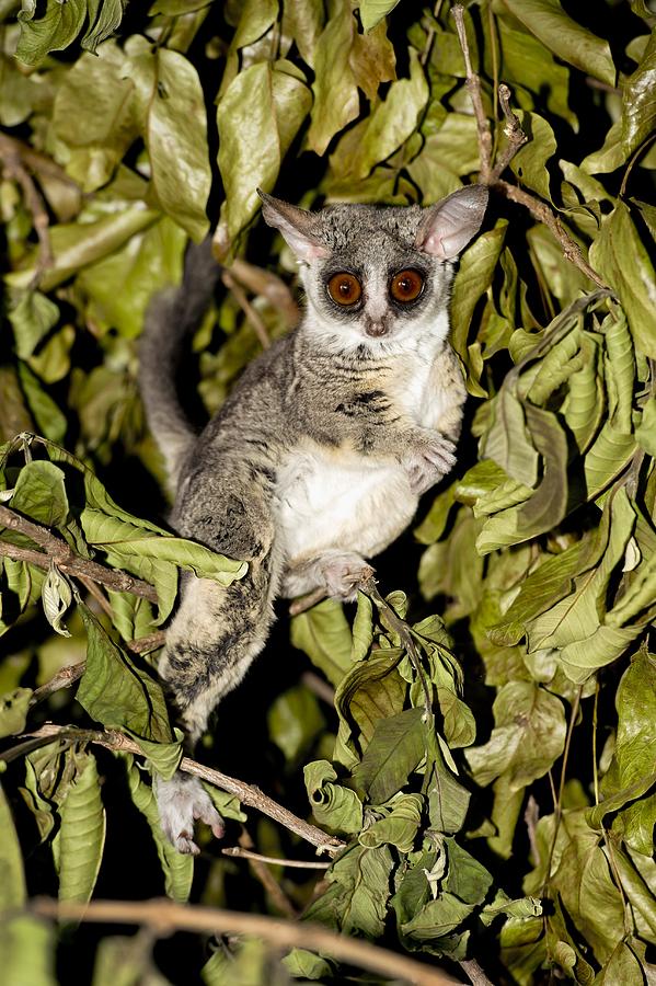 Mohol bushbaby Photograph by Science Photo Library | Fine Art America