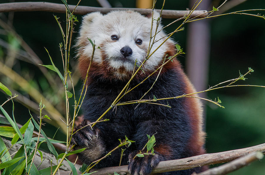Mohu the Teenage Red Panda Photograph by Greg Nyquist