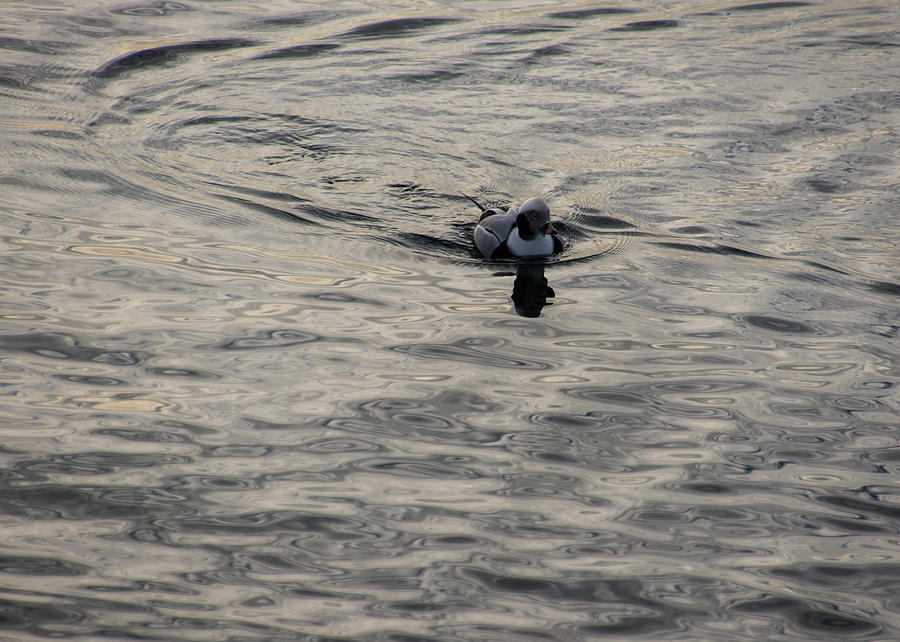 Moire Silk Water and a Long Tailed Duck Photograph by Georgia Mizuleva