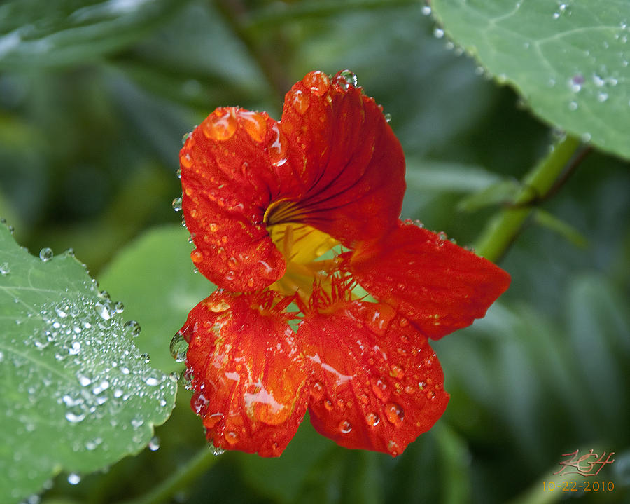 Moist Photograph by Kenneth Hadlock - Fine Art America