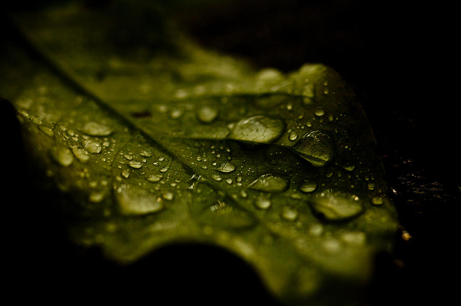 Leaf Photograph - Moist Leaf by Shane Holsclaw