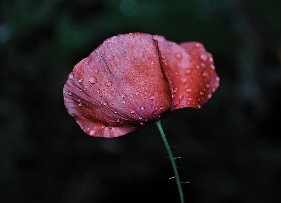 Moist Poppy Photograph by Heather L Wright