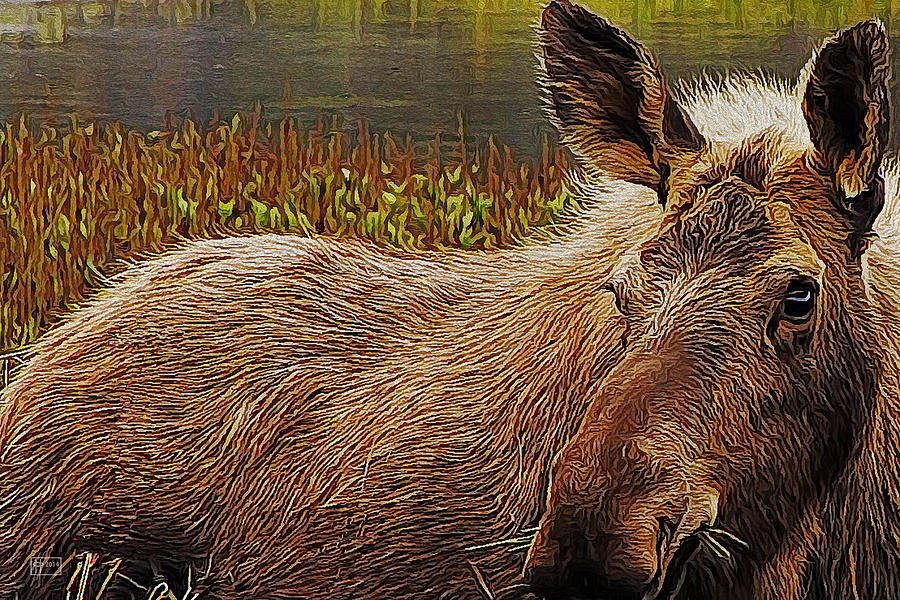 Moistly Moose Digital Art by Jim Pavelle