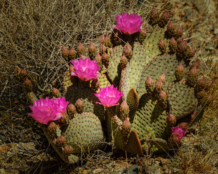 Mojave Cactus Flower Photograph by Janis Knight