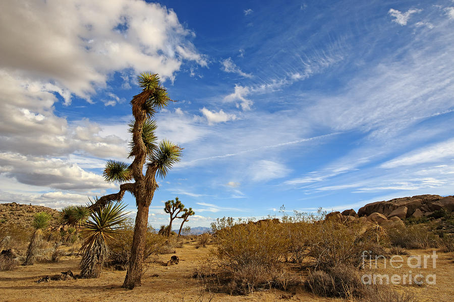 Mojave Desert Photograph by Charline Xia