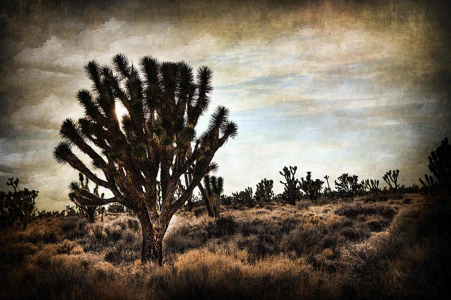 Mojave Desert Joshua Tree Photograph by Evie Carrier