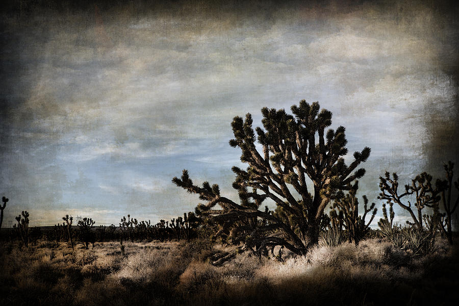 Mojave Desert Joshua Tree in Cima Photograph by Evie Carrier