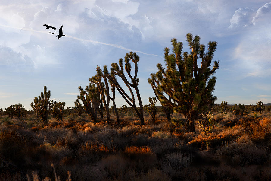 Mojave Desert Joshua Tree with Ravens Photograph by Evie Carrier