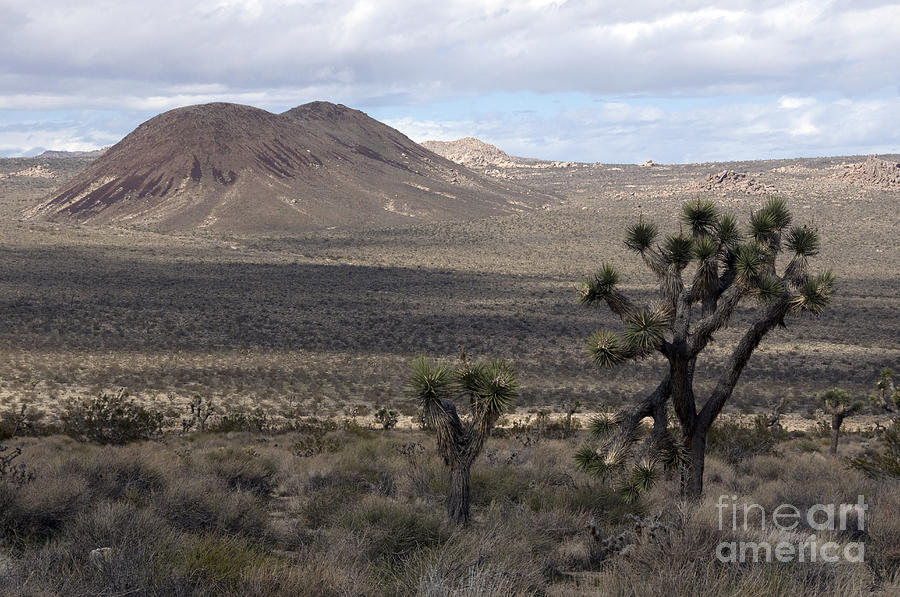 Mojave Desert Photograph by Mark Newman