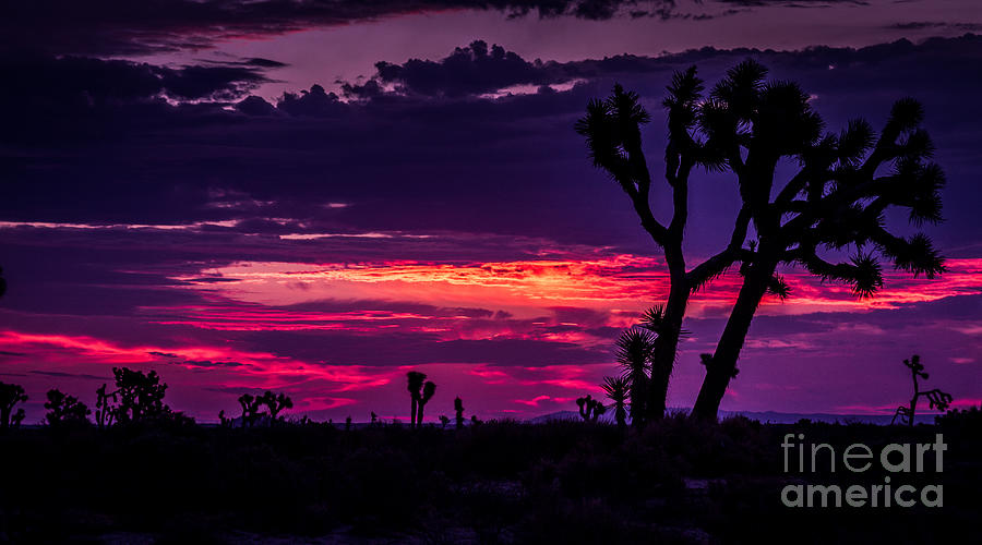 Nature Photograph - Mojave Desert Sunrise by Pam Vick