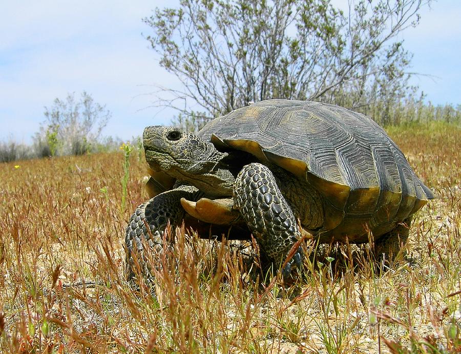 Mojave Desert Tortoise Photograph by Thea Recuerdo