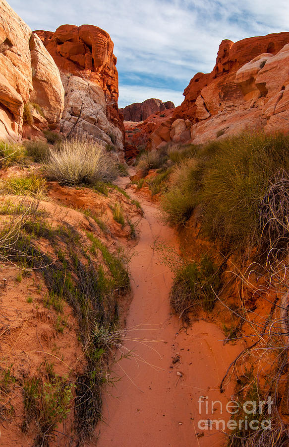 Colorful Mojave Desert Wash - Valley of Fire - Nevada Photograph by Gary Whitton