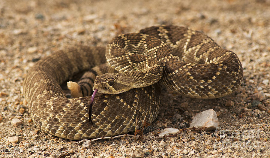 Mojave Green Rattlesnake Photograph by Vivian Christopher