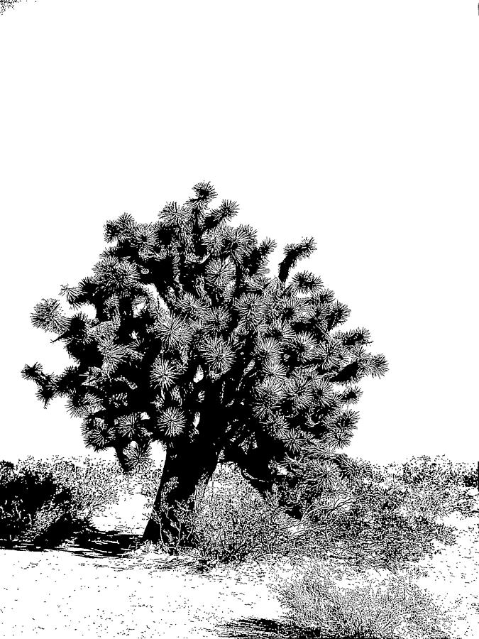 Mojave Joshua Tree Drawing by Dody Rogers