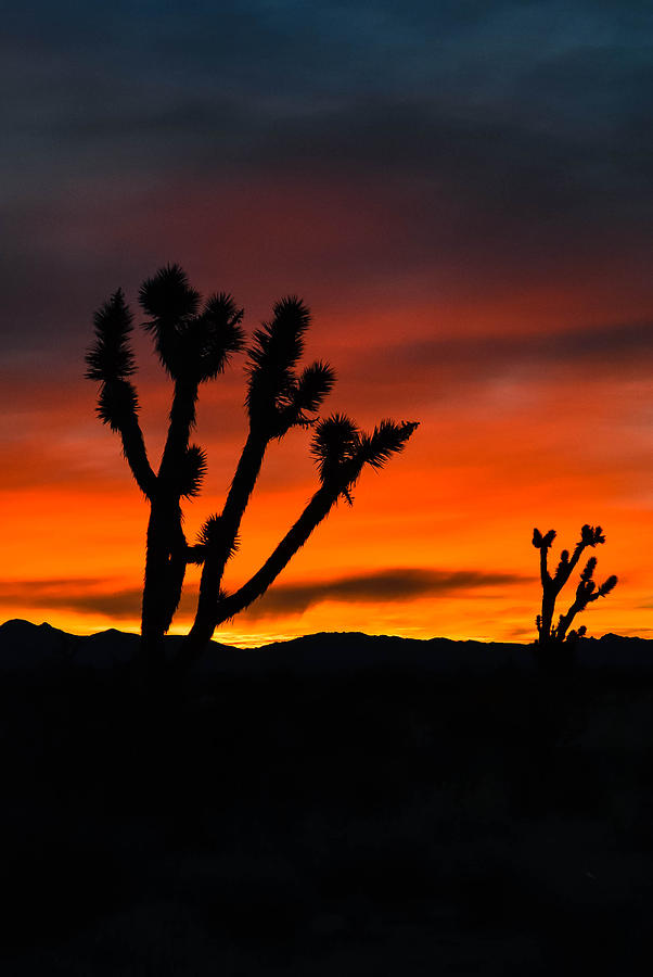Mojave Morning Photograph by Jody Partin