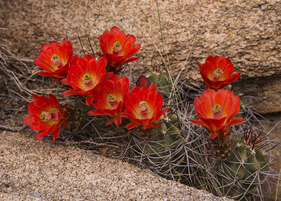 Mojave Mound Cactus 3 Photograph by Lee Kirchhevel