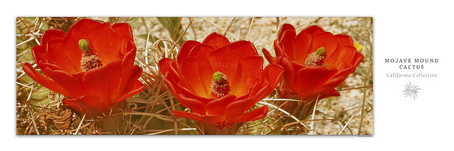 Mojave Mound Cactus Art Poster - California Collection Photograph