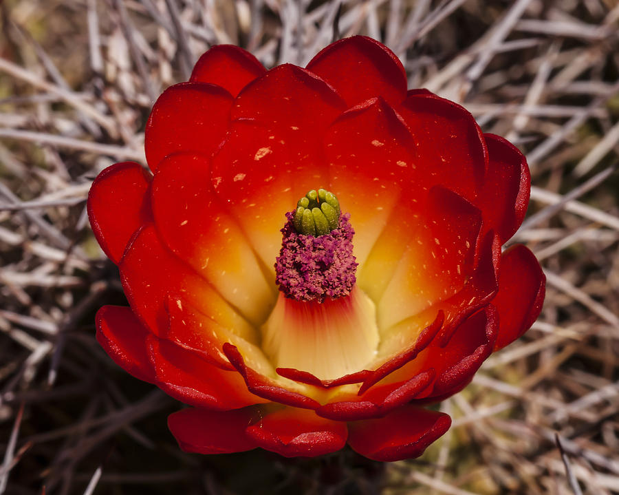 Mojave Mound Cactus Photograph by Lee Kirchhevel