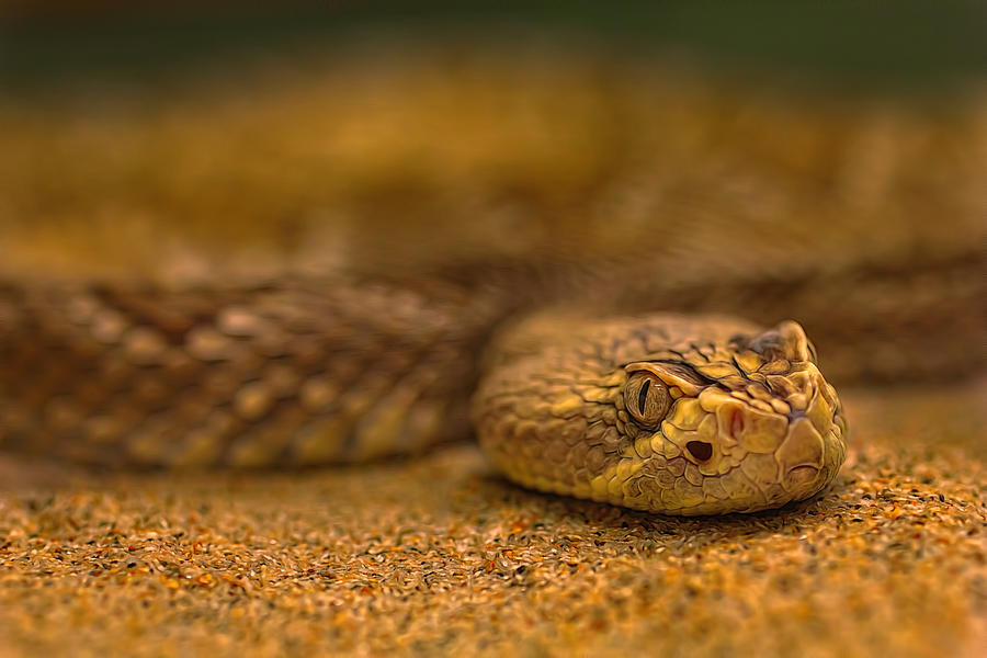Mojave Rattlesnake  Photograph by Brian Cross