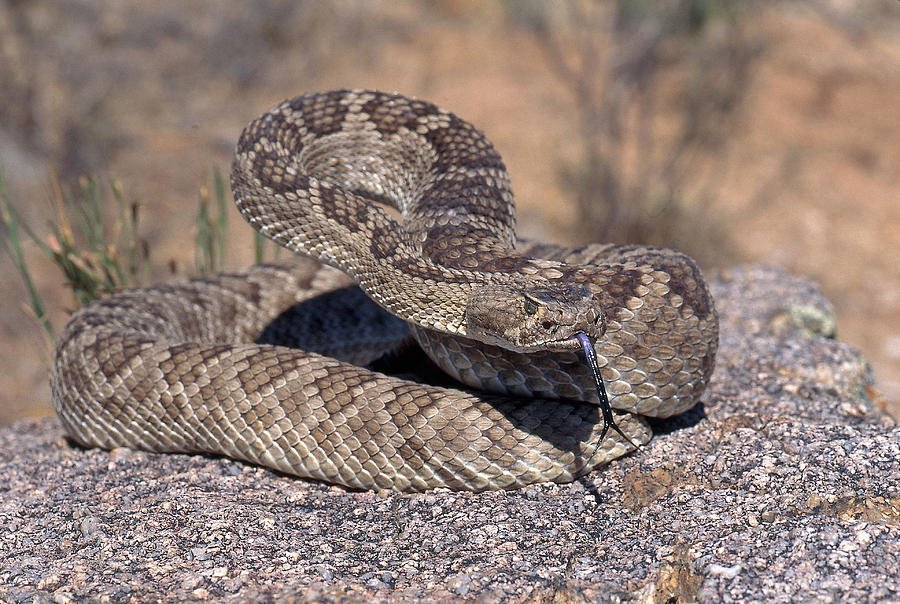 Mojave Rattlesnake Photograph by Craig K. Lorenz