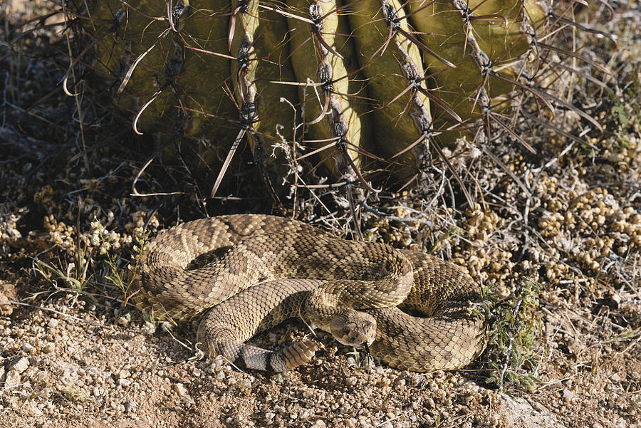 Mojave Rattlesnake Photograph by Gerald C. Kelley