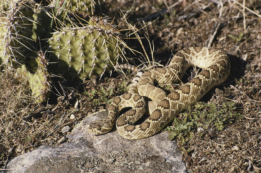Mojave Rattlesnake Photograph by Robert J. Erwin