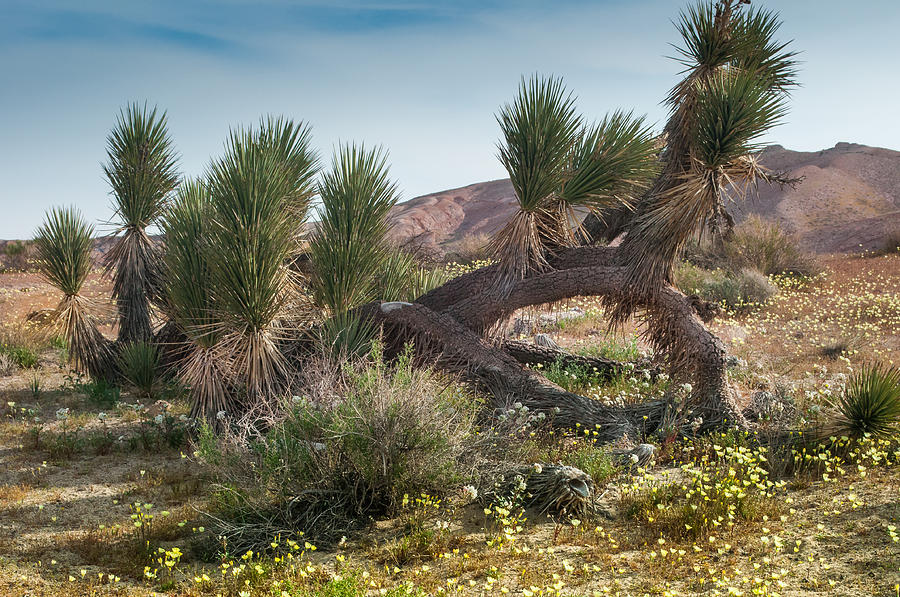 Mojave Yucca and Wildflowers Red Rock Photograph by Janis Knight