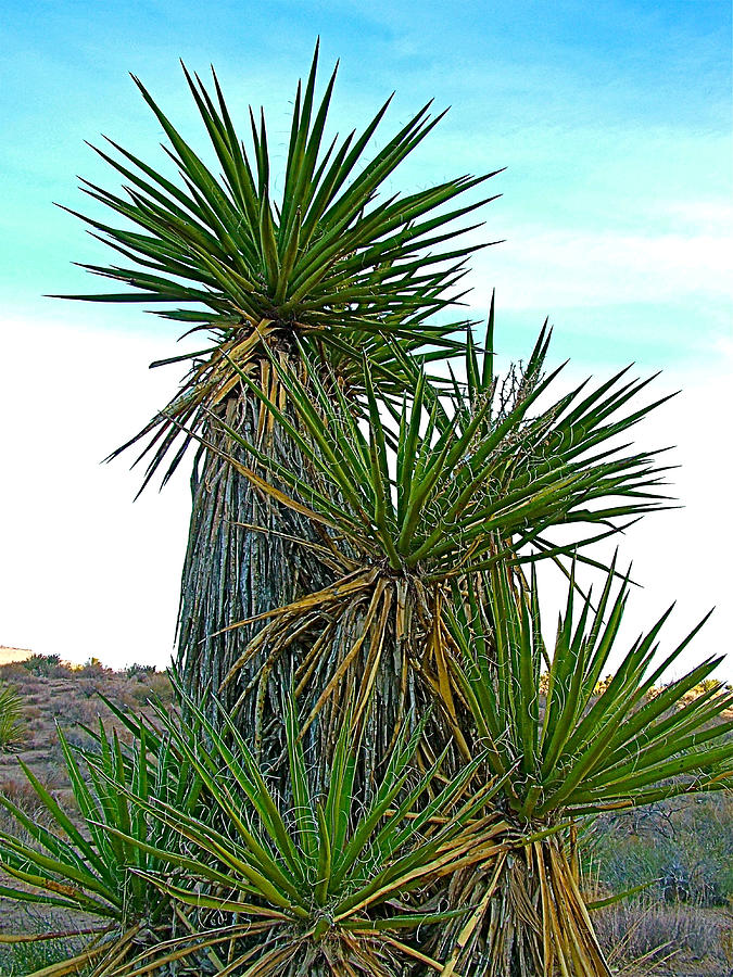 Mojave Yucca on Nature Trail in Hole-in-the-Wall Campground in Mojave ...