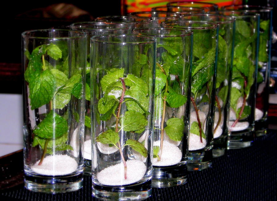 Mojitos in the Making Photograph by Karen Wiles