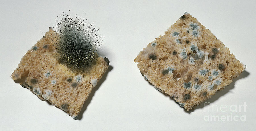 Mold On Bread Photograph by Peter Gardner / Dorling Kindersley