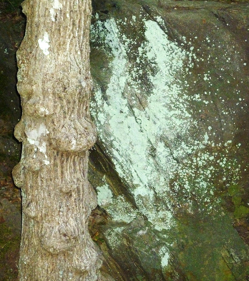 Mold on Rock Photograph by Pete Trenholm