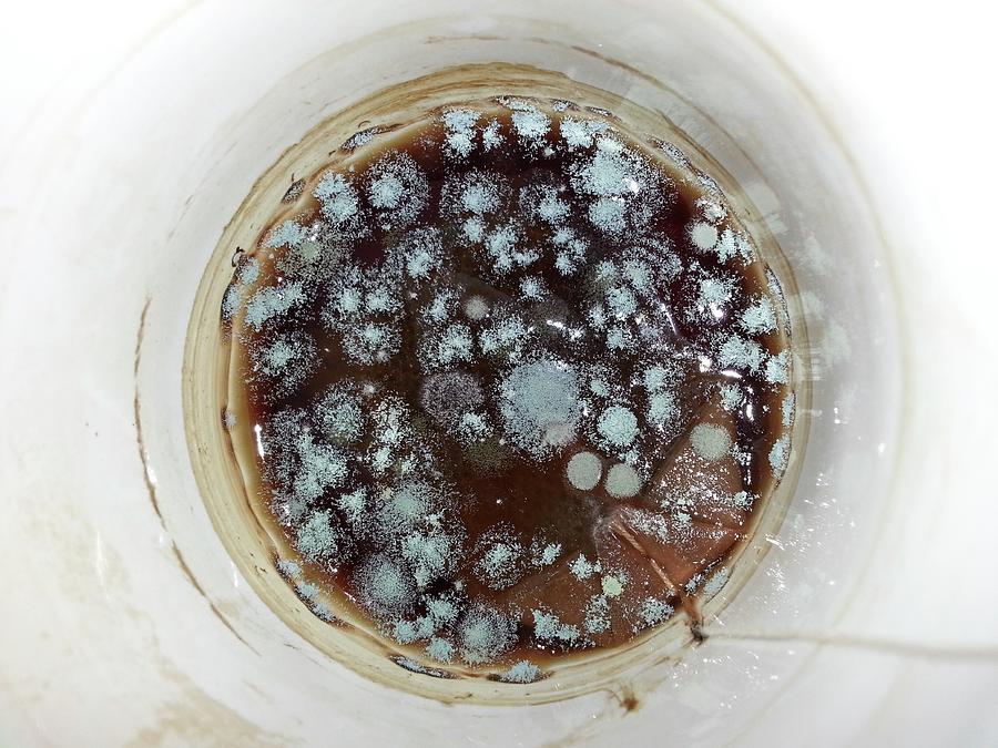 Moldy Coffee Cup Photograph by Photostock-israel/science Photo Library