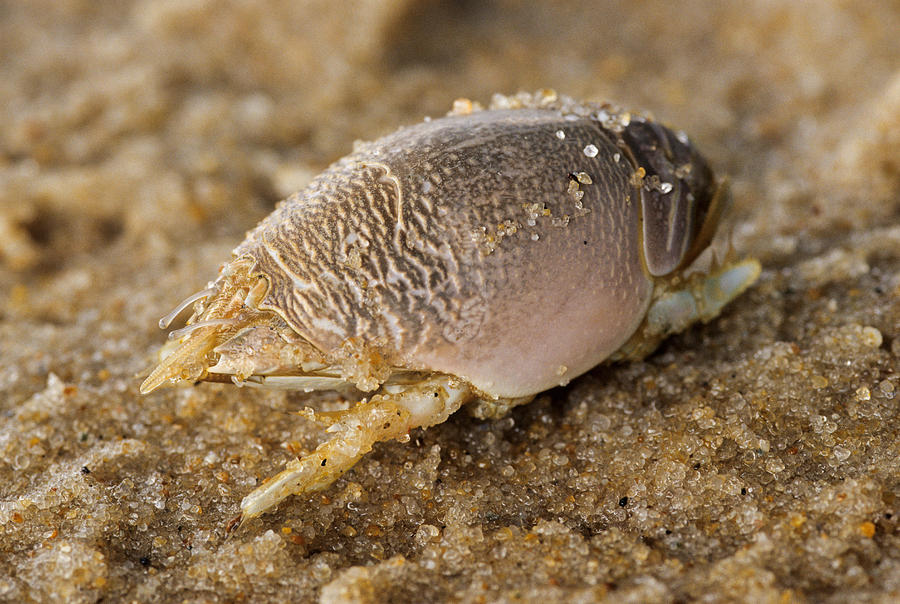 Mole Crab Emerita Talpoida Photograph By Andrew J Martinez Pixels