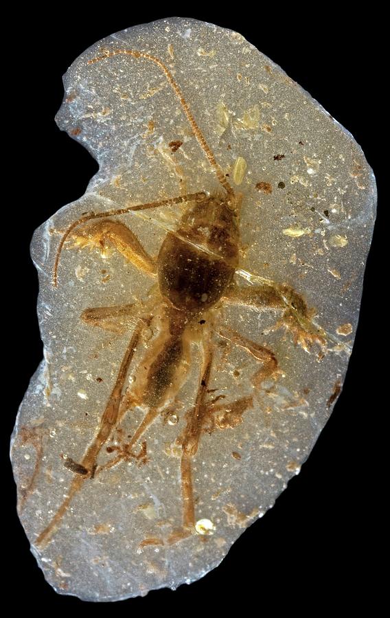 Mole Cricket Fossil Photograph by Pascal Goetgheluck/science Photo Library