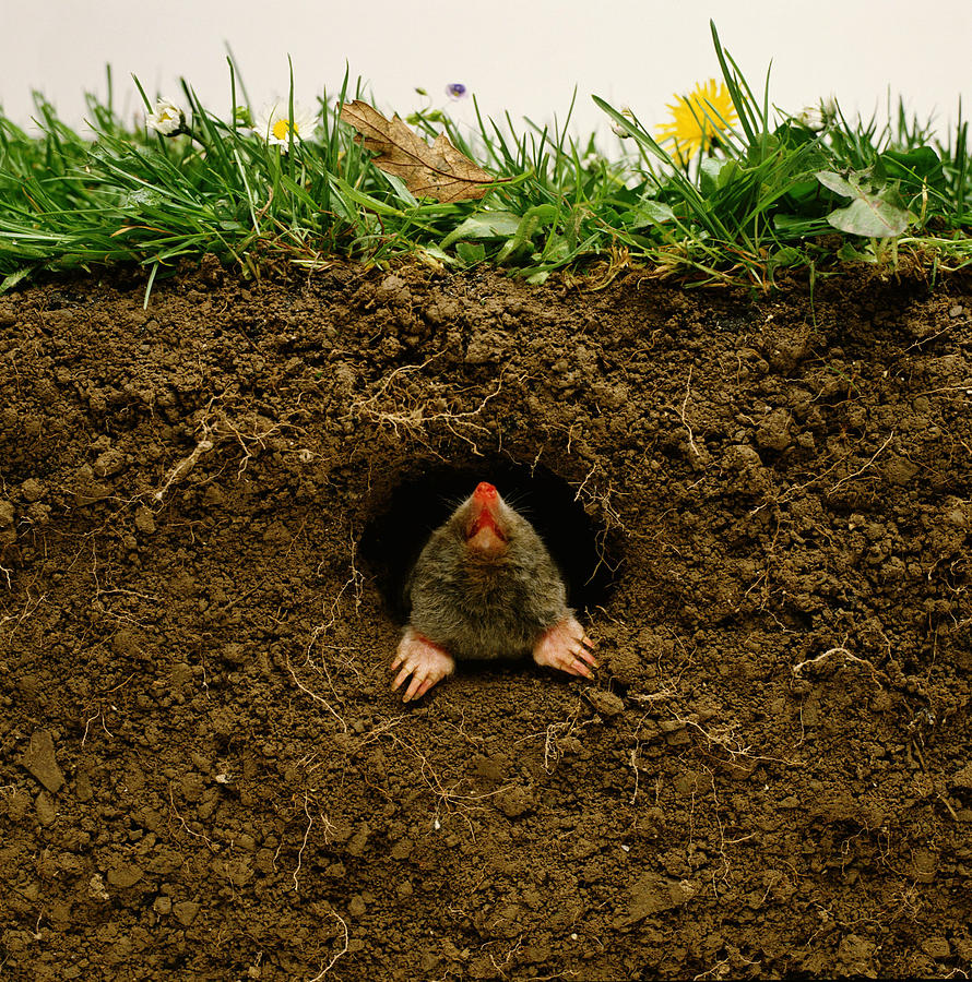 Mole emerging from burrow (Talpa occidentalis) Photograph by Tony Evans /Timelaps