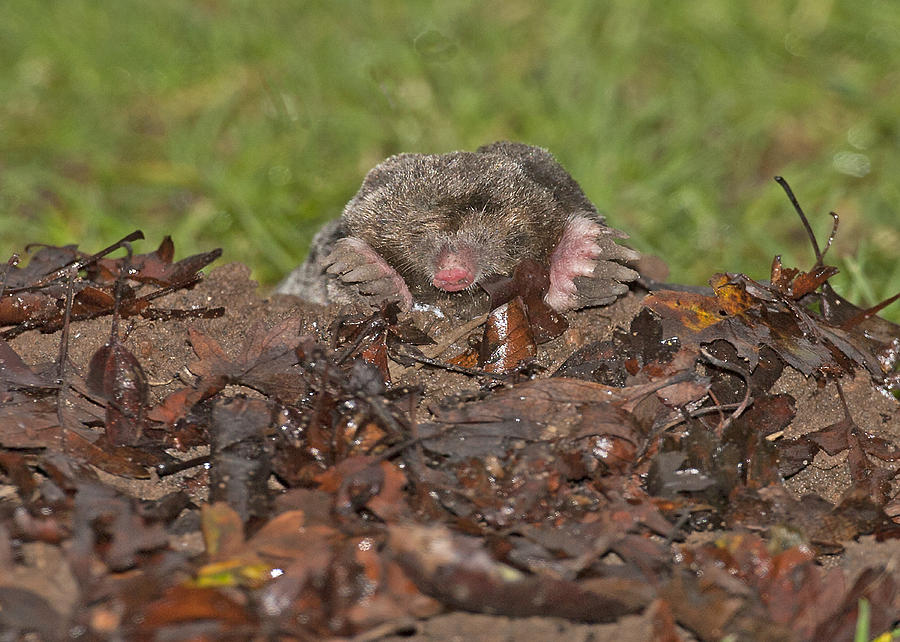 Mole emerging. Photograph by Paul Scoullar