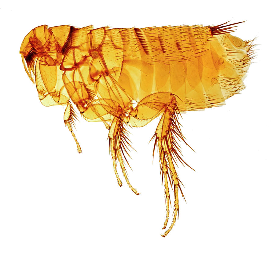 Mole Flea Photograph by Natural History Museum, London/science Photo ...