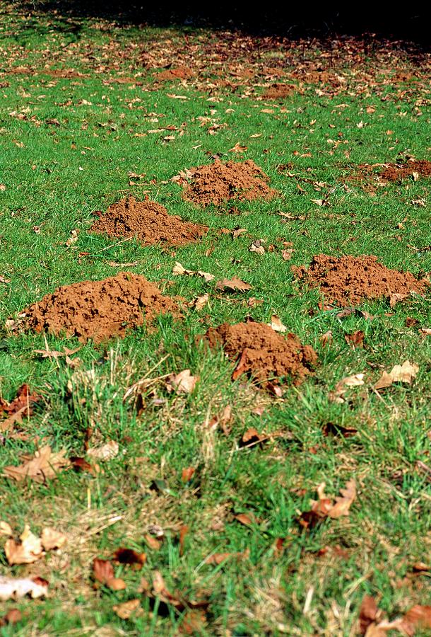 Mole Hills Photograph by Terry Mead/science Photo Library