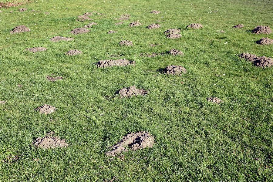 Mole Hills Photograph By Victor De Schwanberg - Fine Art America