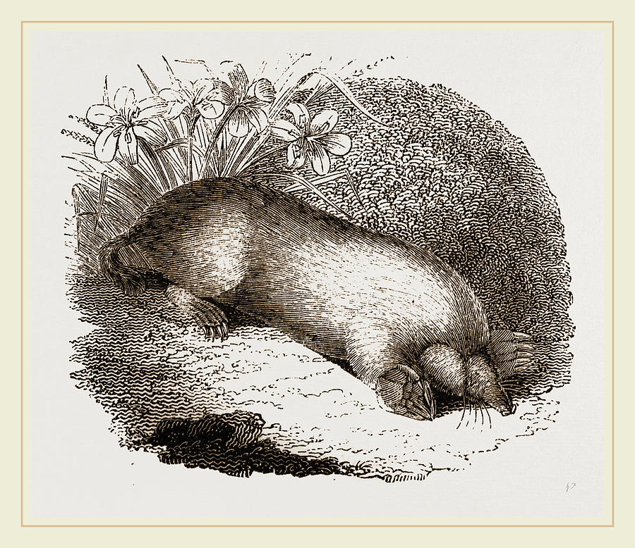 Mole Drawing by Litz Collection | Fine Art America