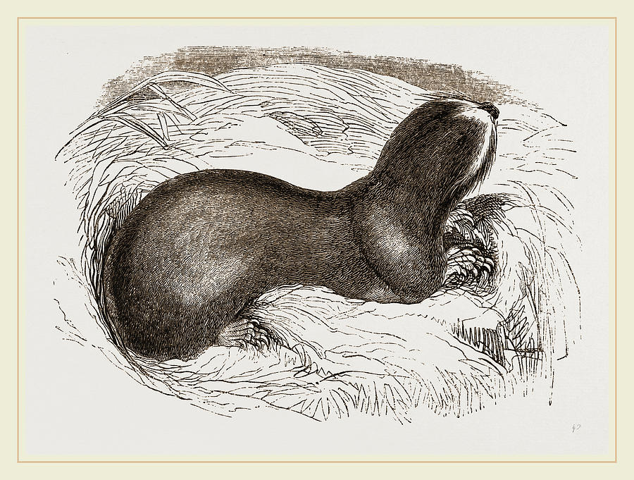 Mole-rat Drawing by Litz Collection