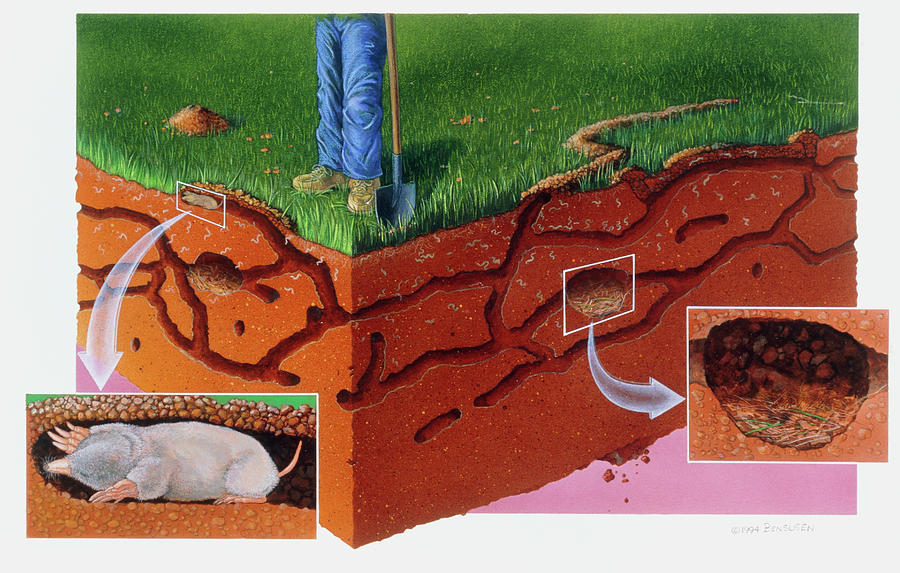 Mole Tunnels Photograph by Sally Bensusen/science Photo Library