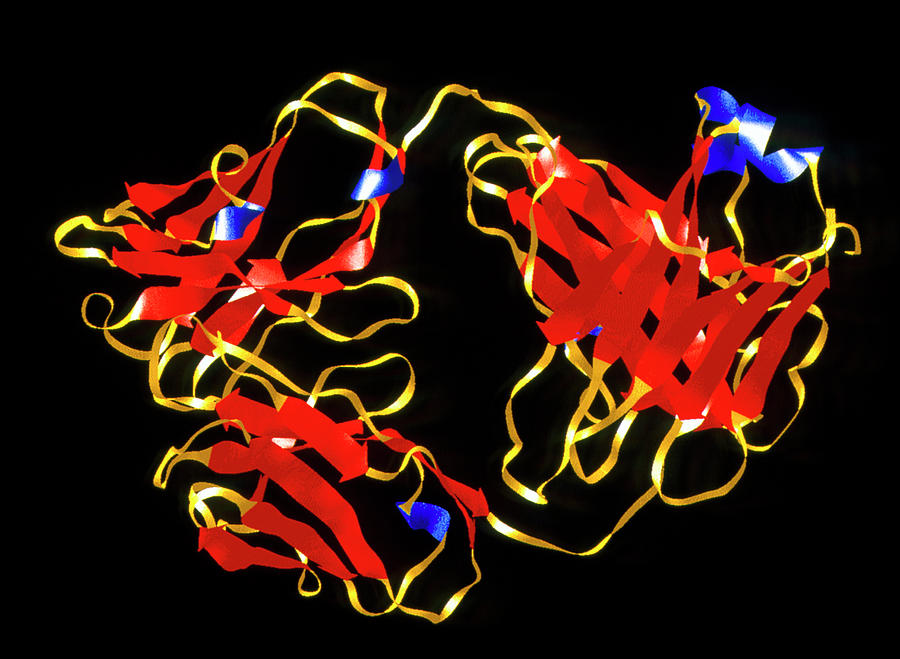 Antibody Photograph - Molecule Of An Immunoglobulin G1 Antibody by Alfred Pasieka/science Photo Library